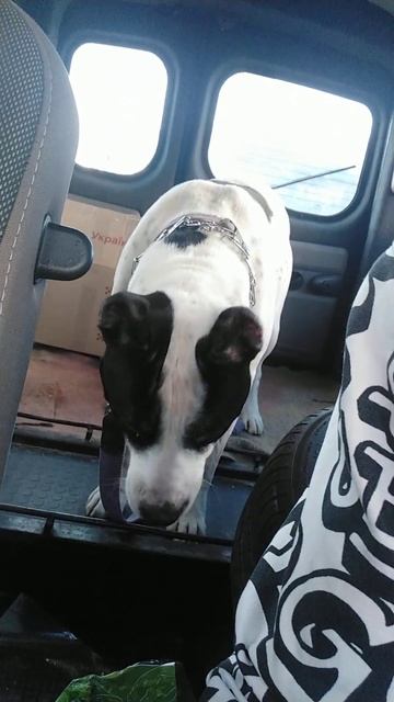 Питстафф любит сладкое | собаки | i love dogs смотреть онлайн