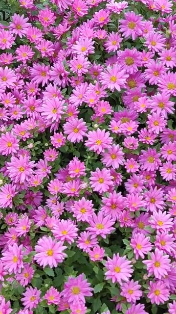 Цветут многолетние астры! #моицветы #многолетниецветы смотреть онлайн