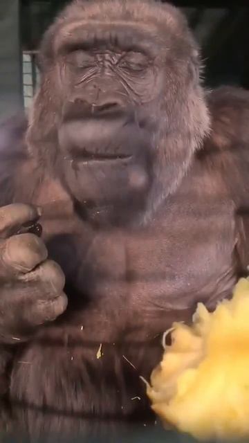 Горилла ест ананас смотреть онлайн