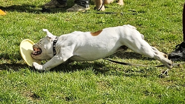 Старт спецкурса Дог-фризби. Второй урок.