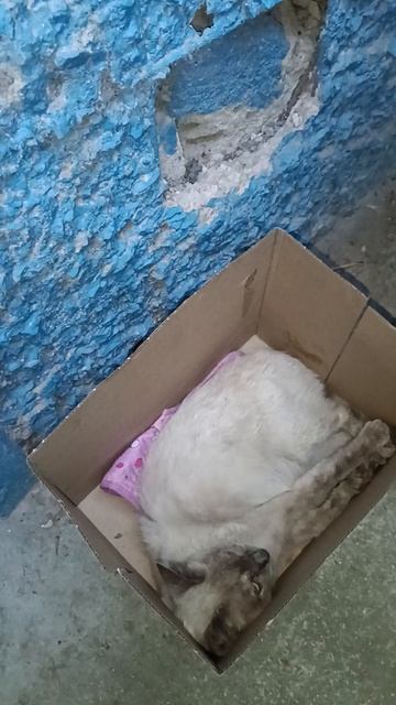 Кошечке оказала первую помощь .Воду пьёт,но не ест.#спа смотреть онлайн