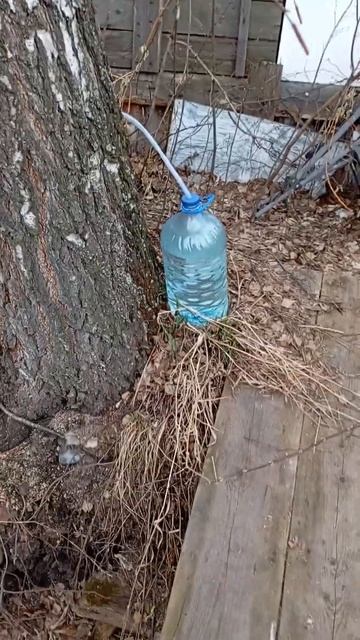 Respect #shorts #весна #почки #birch # sap смотреть онлайн