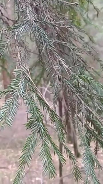 Еловые ветви/Смърчови клони/Spruce branches 27.10.2024 #short смотреть онлайн
