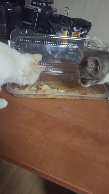 Котята едят щи, ужин котят, Снежок пробует щи впервые #k смотреть онлайн