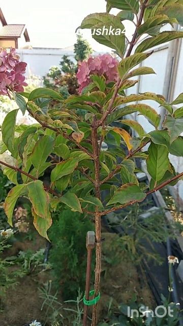 обзор гортензий.#цветынадаче #гортензиивсаду #hortensia #gar смотреть онлайн