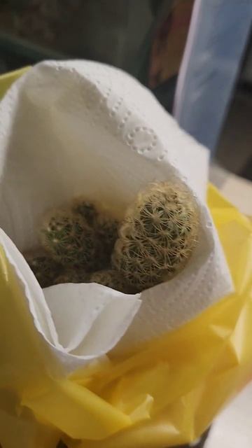 история кактуса смотреть онлайн