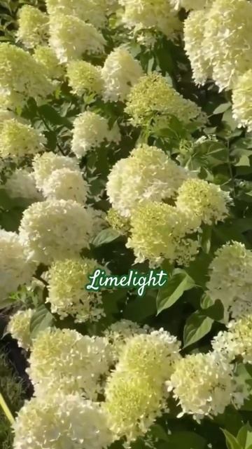 #hydrangea#limelight #гортензия#garden#гортензія #сад #flowers #park #jardin #