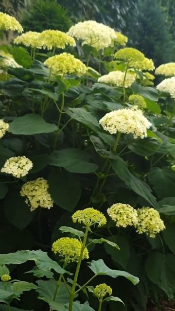 ANNABELLE #garden #гортензія #flowers#hortensia#hydrangeas #гортензия#shorts #hor