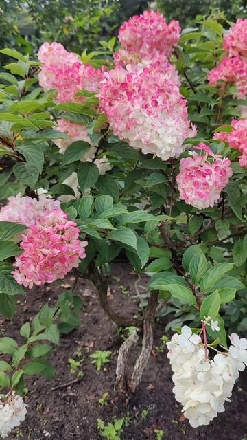В моём саду гортензия цветёт... Hydrangea Is Blooming In My Garden...