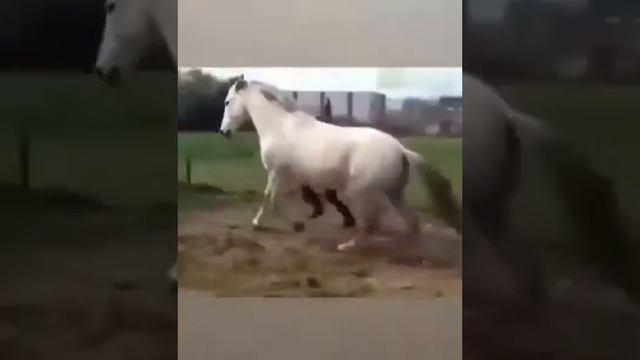 Энг кизикарли приколлар бизда смотреть онлайн