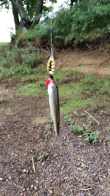 рыбка есть! смотреть онлайн