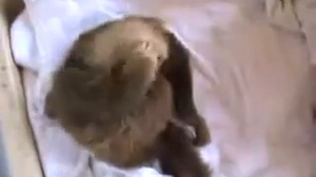 ленивцы смотреть онлайн