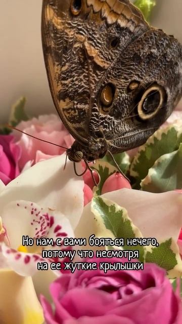 Сегодня рассказываем про Калиго Мемнон! смотреть онлайн