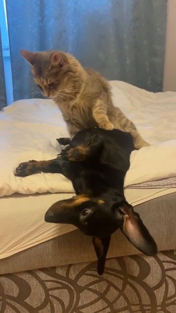 Они не могут друг без друга #мята #2024 #cat #такса #собака #? смотреть онлайн