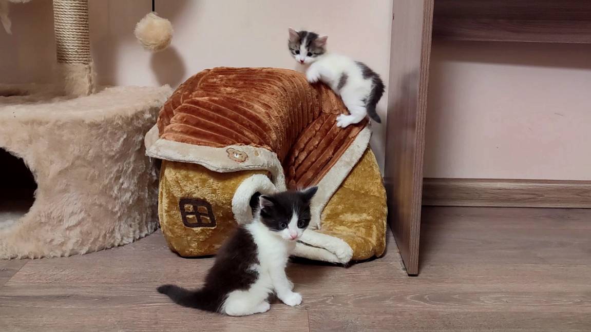 Милая кошачья семья. Мама-кошка всегда беспокоится о своих котятах. Котята мяукают. смотреть онлайн