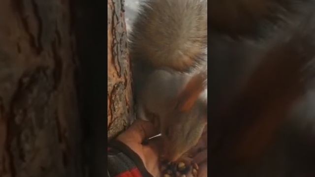 Белка 🐿 ест с руки у человека… смотреть онлайн
