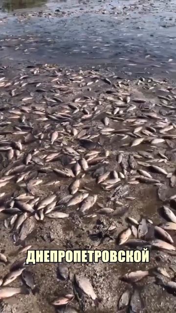 ПОДПИШИСЬ ЧТОБЫ БЫТЬ ВСЕГДА В КУРСЕ СИТУАЦИЙ НА НАШЕЙ смотреть онлайн