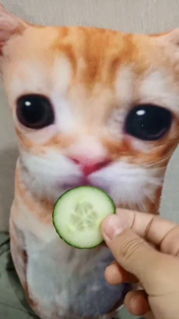 эль гато оценивает огурец #cat #животные #котики #античи? смотреть онлайн