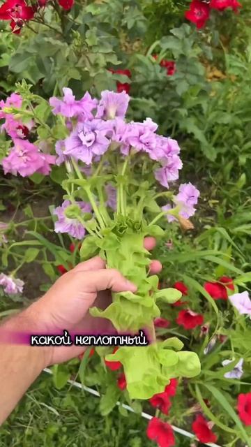 А вы знали, что есть вот такая срезочная петуния #дача # смотреть онлайн