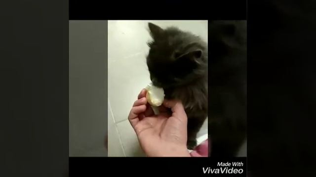 Кошка есть мороженое смотреть онлайн