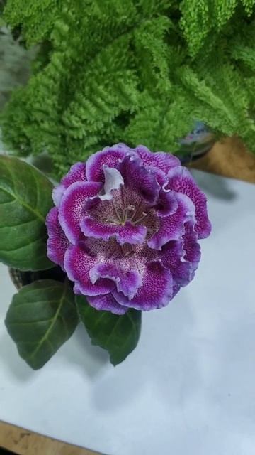 Глоксиния"Холодей" смотреть онлайн