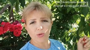 Обзор сорта черешни Валерий Чкалов.