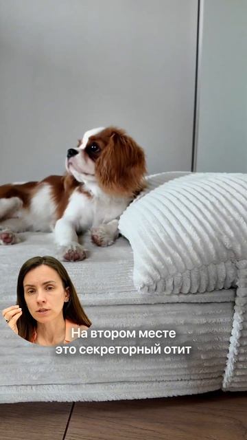 Кавалер Чарльз Спанель - Правда о породе и болезни