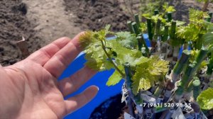 Посадка школки винограда 17 апреля 2025 год.