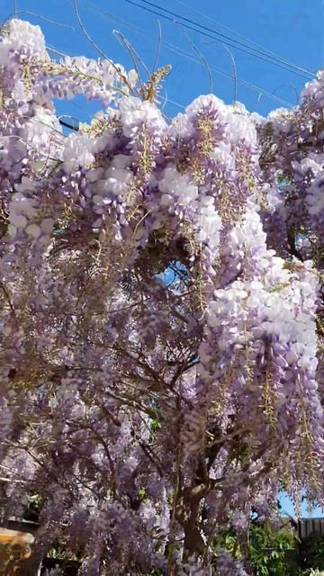 #аффирмации #красота #глициния #relaxing #relax смотреть онлайн