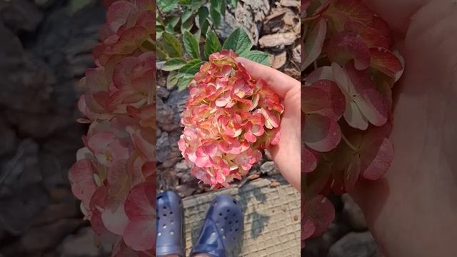 Самарская Лидия🌿| 25 августа 2024г.|#рекомендации #горте?