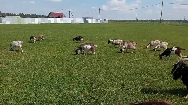 Моё Хозяйство/Весенний Выпас/Детёныши/Звери Едят Трав смотреть онлайн