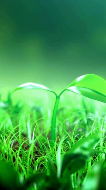 Новый год: кто и зачем его придумал?  #шортс  #факты #ист?