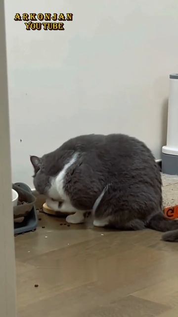 Как едят коты. Чем питаются котята. СМЕХ да и только #shor смотреть онлайн