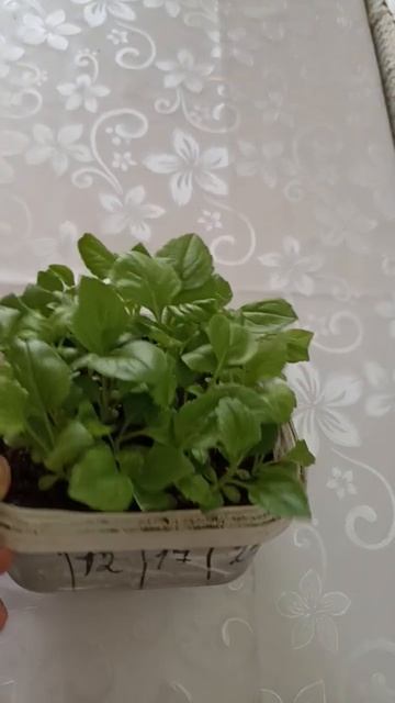 Пересадка астры смотреть онлайн