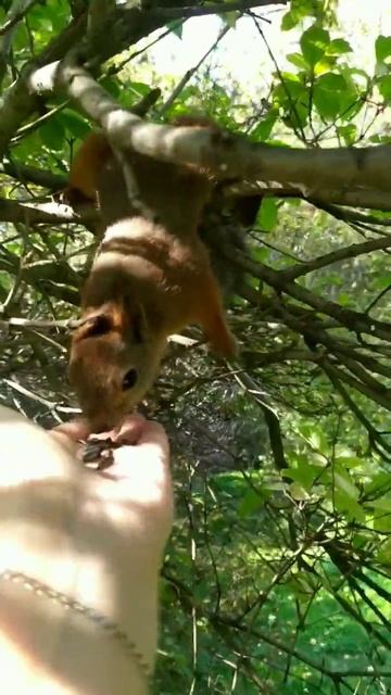 Белочка не стала кушать семечки/The squirrel did not eat the seeds #squi смотреть онлайн