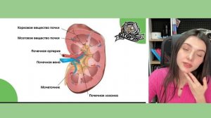 Мочевыделительная система | Биология | ЕГЭ | Сторум