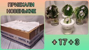 Приехали новенькие. +20 новых сортов фиалок. Посадка черенков.