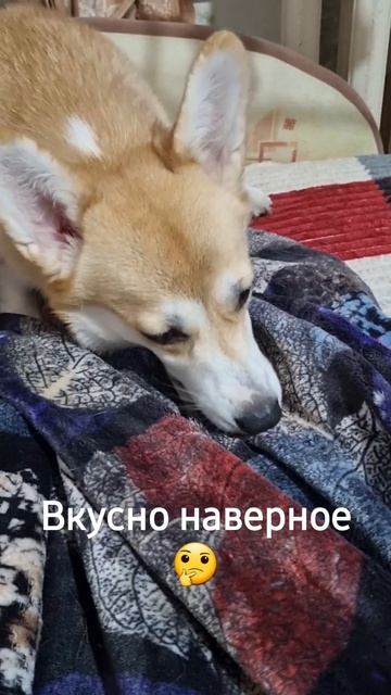 Просто Люми ест банан #корги #коргипемброк #corgi #Люми? смотреть онлайн