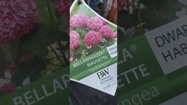 Зимовка крупнолистных гортензий на балконе, затем в х? смотреть онлайн