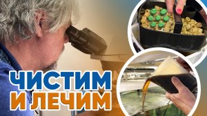 Аквариумные новости с Владимиром Ковалёвым (09.05.2025). Чистим и лечим!