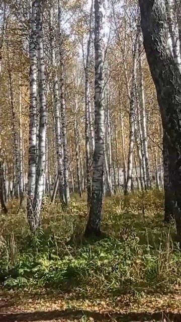 Берёзовая осень Сибирь #music #livemusic #travel смотреть онлайн