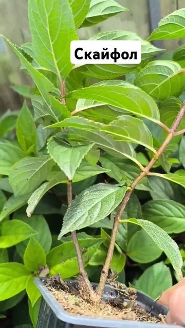 Новые гортензии в каталоге. Скайфол.