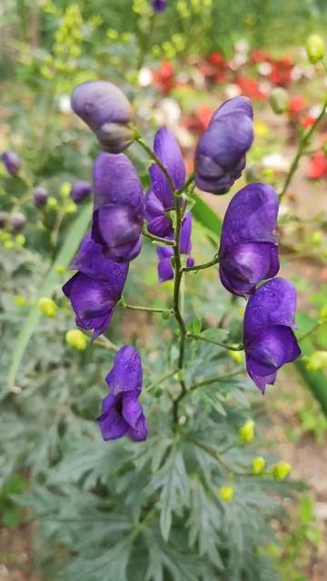 Боре́ц, Марган (лат. Margana), или Акони́т (лат. Aconitum) 🌿