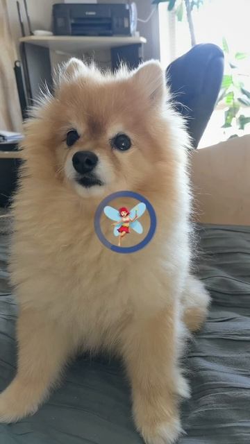 Перевоплощение шпица в кота #music #dog #собака #шпиц #собаки #топ #немецкийшпиц #dogs #dogshorts