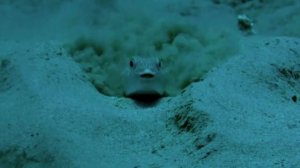 Ядовитая рыба фугу.