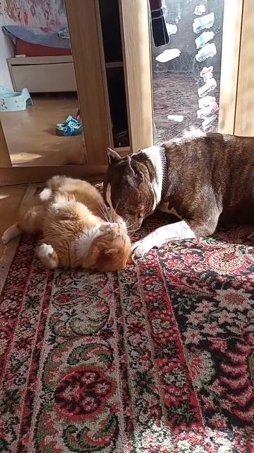 Враги по жизни! Котопёс! ЛПХ ИванушкОвы#амстафф#собака смотреть онлайн