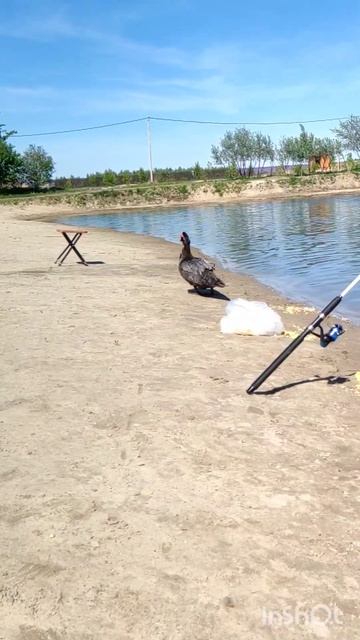 Рыбы нет,а гуси есть))#рыбалка #жара #карп смотреть онлайн