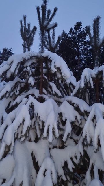 Молодые ели в снегу смотреть онлайн