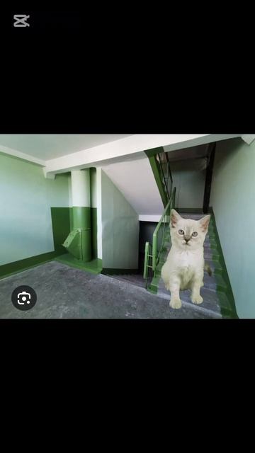 Игра "котовирус" 1 часть#подпишись#пустьзалетит#р_е_к_о_ смотреть онлайн