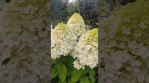 Метельчатые гортензии "Лайм Лайт" "Полярный Медведь" "В